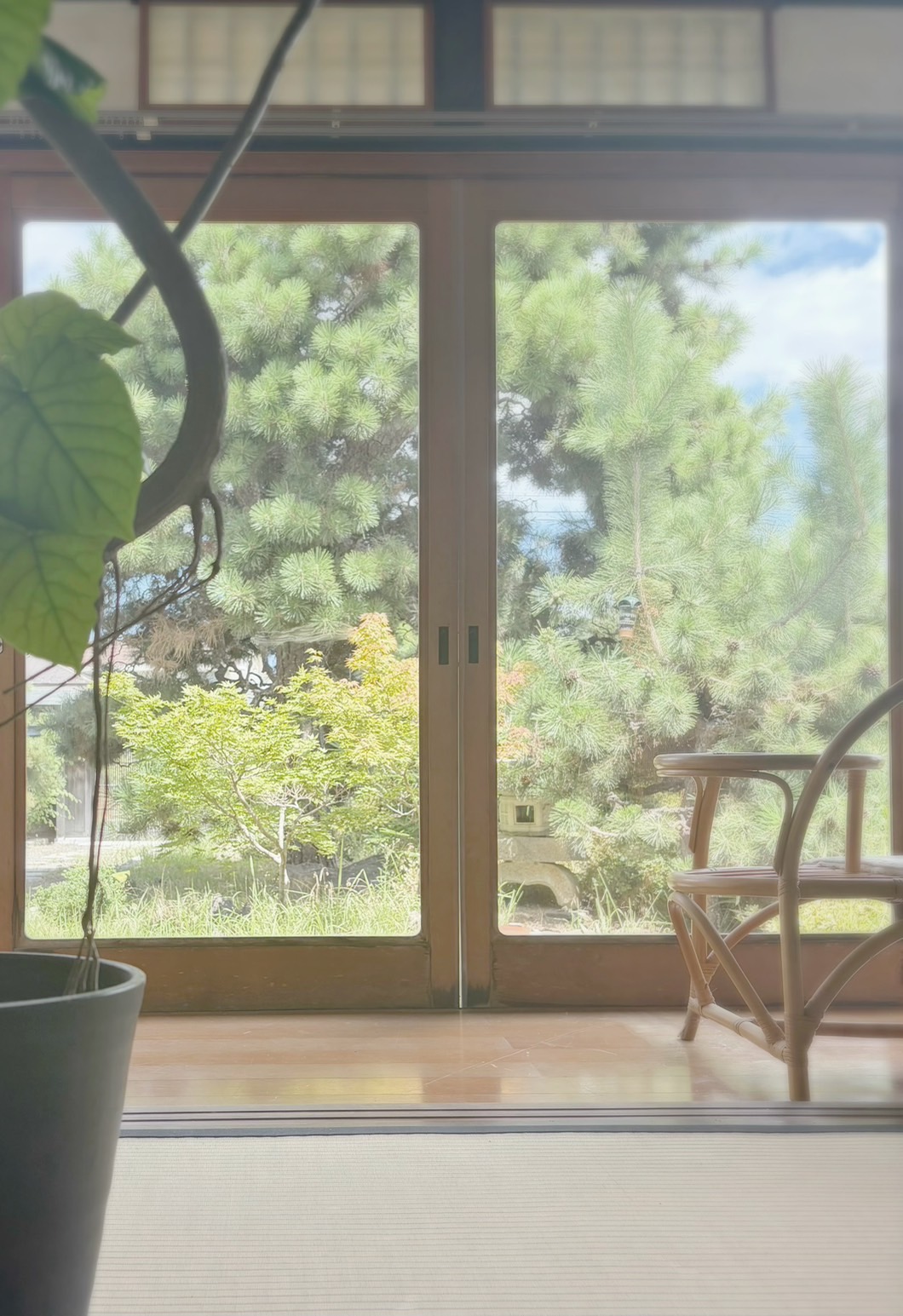 室内から眺める庭と松の景色